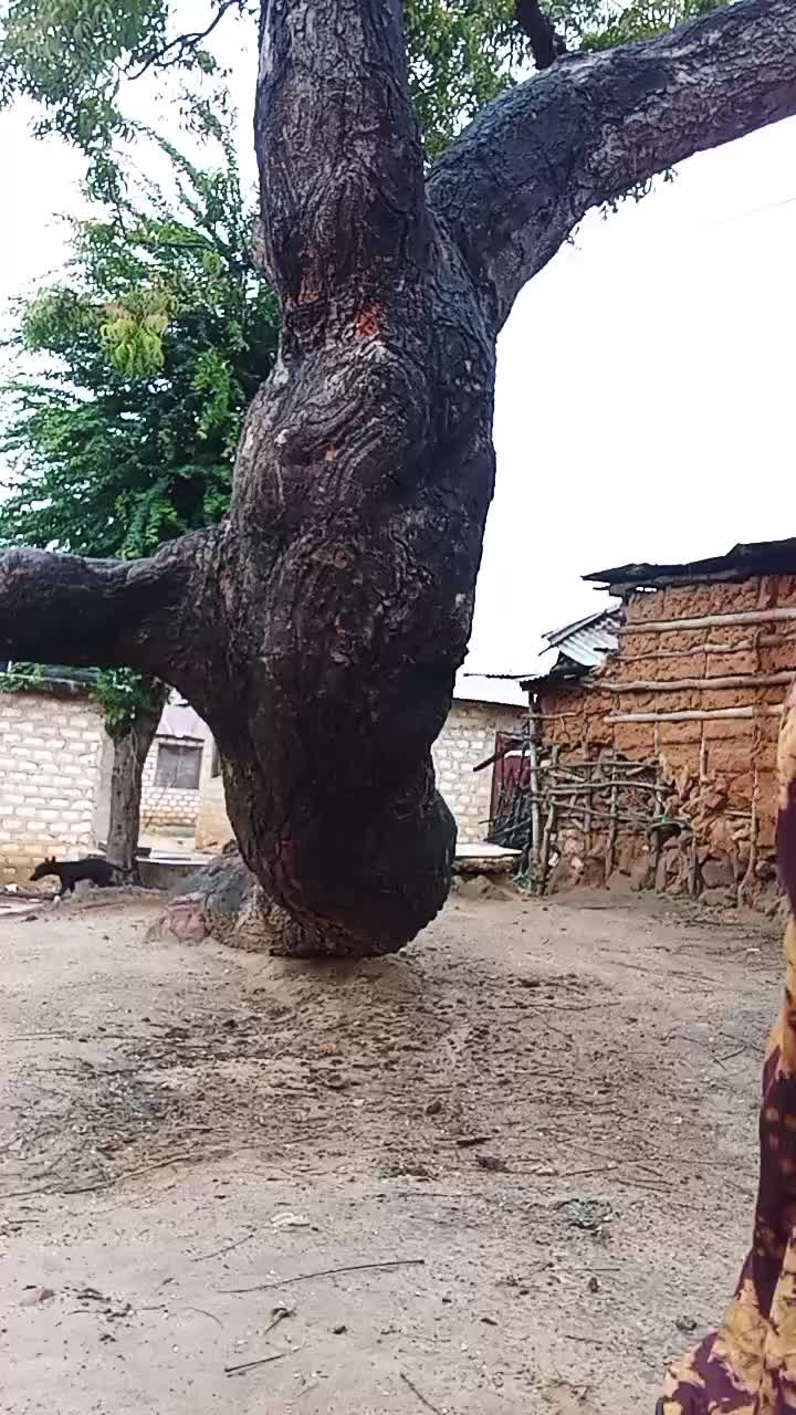 @pisi ya msela