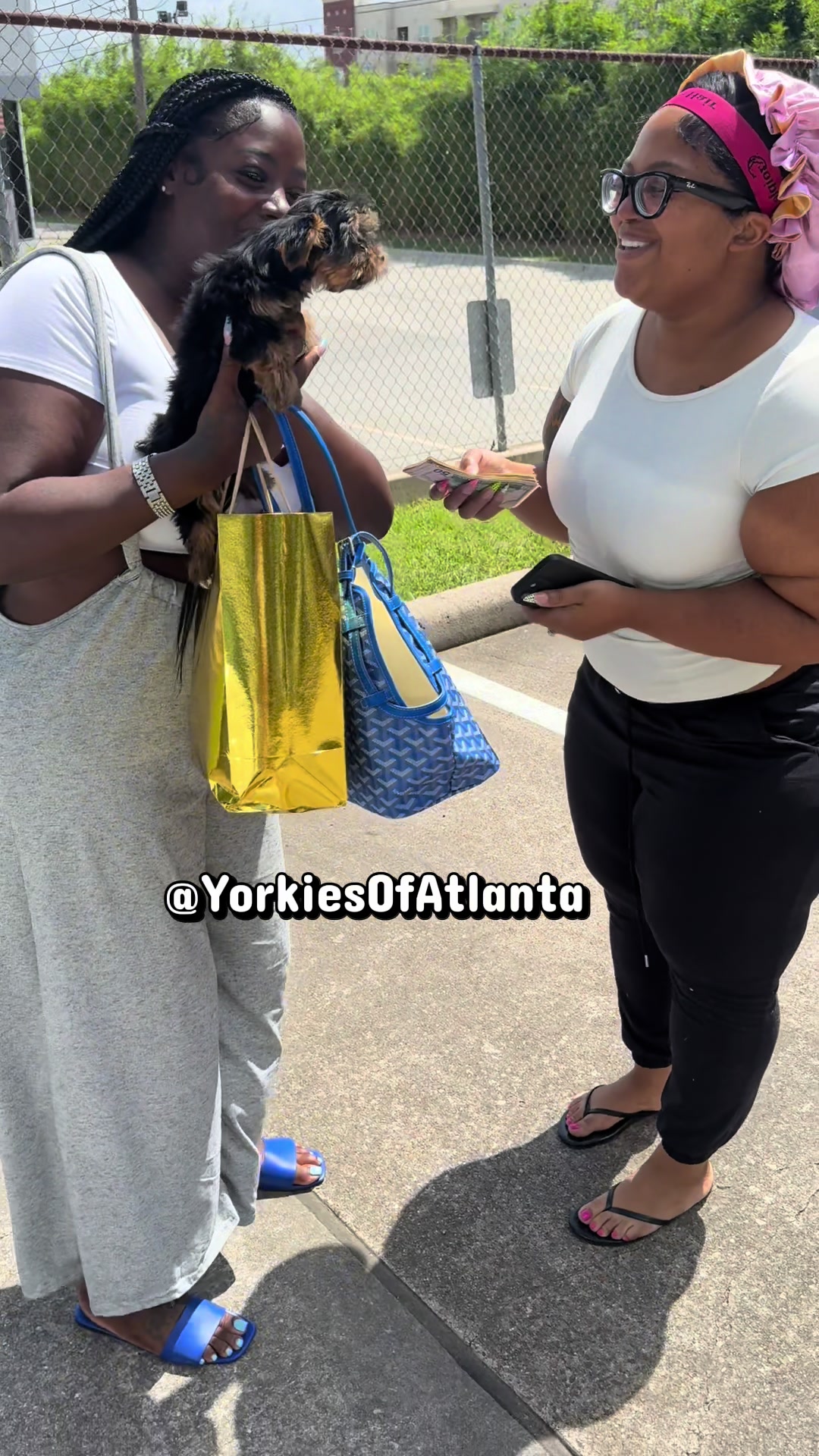 @Yorkies Of Atlanta