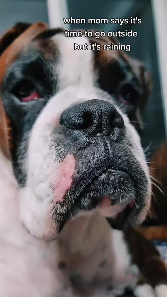 @BoxersLily&Elvis