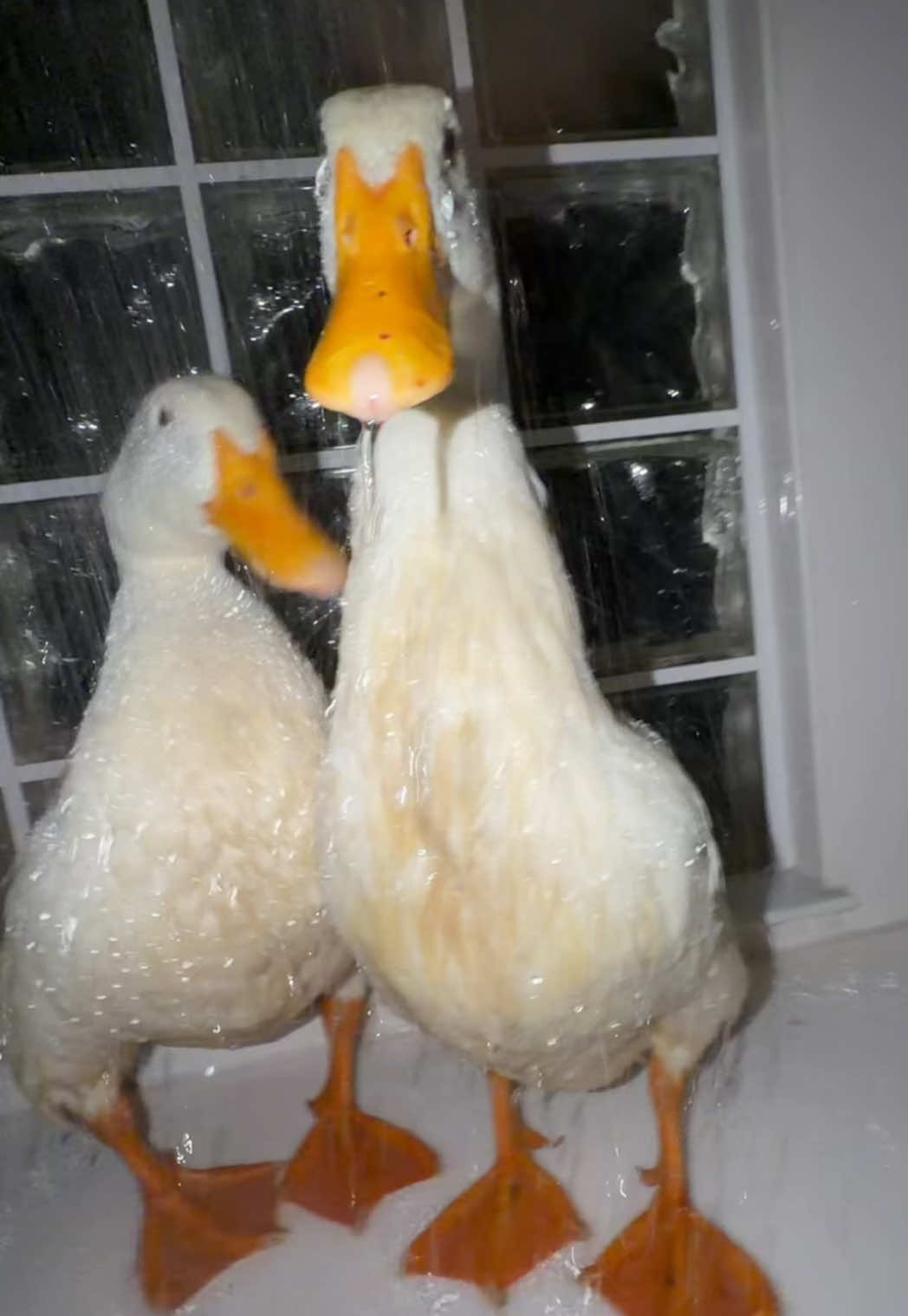 @quakduo
