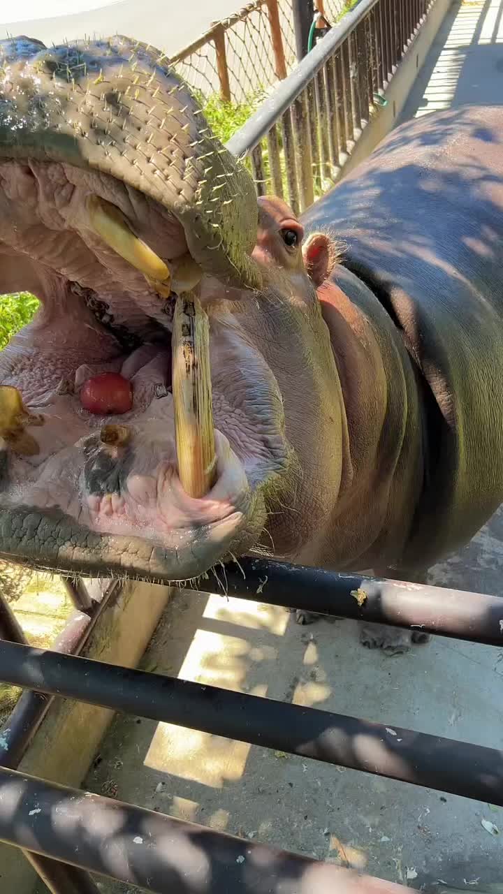 @Hippo