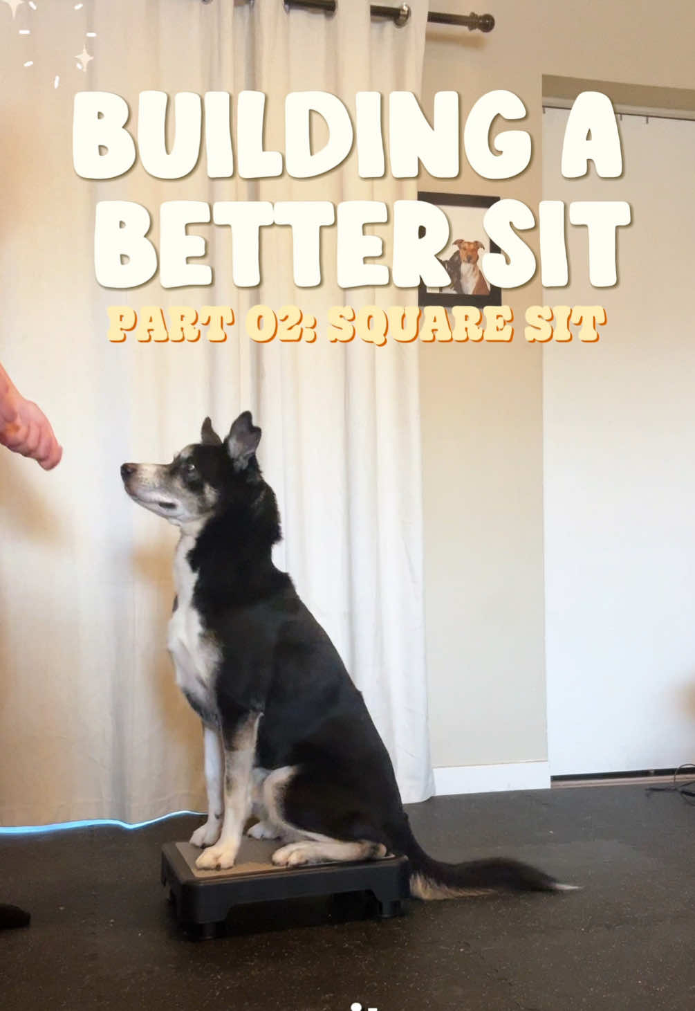 @Marissa | K9 Fitness Coach 🐾