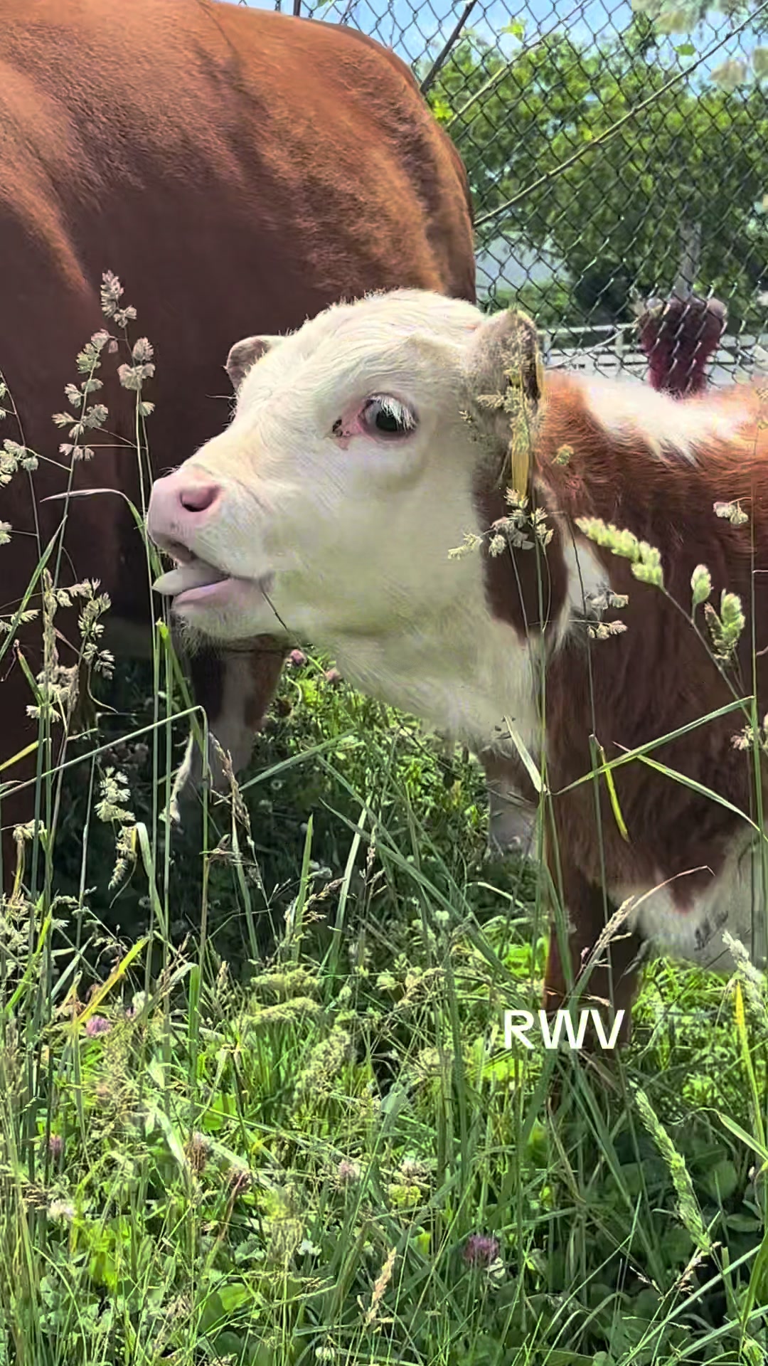 @RWV Land & Livestock
