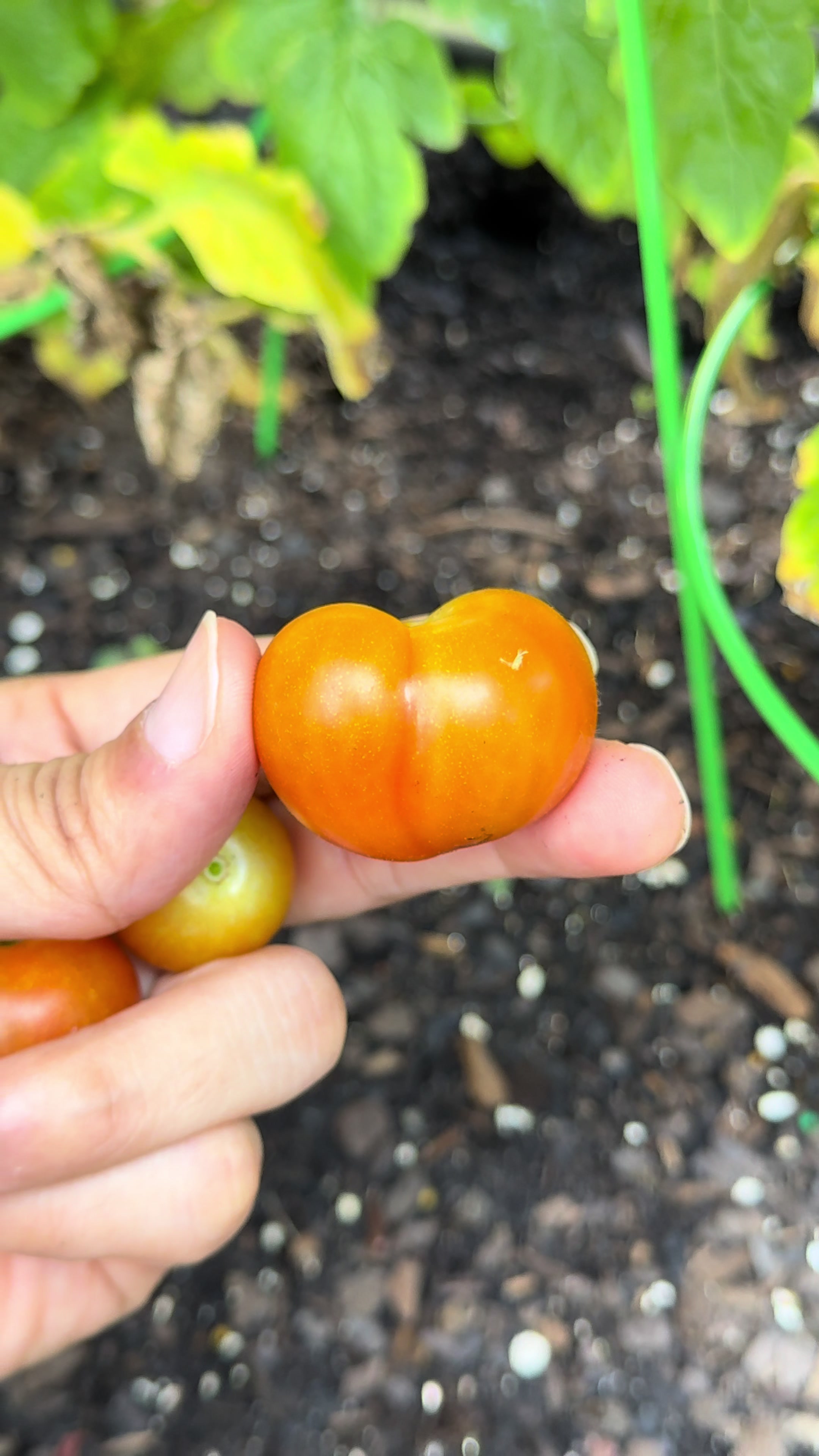 @Buff Gardener