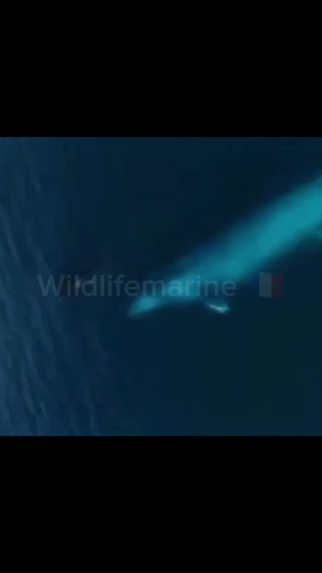 @wildlifemarine 🇲🇫