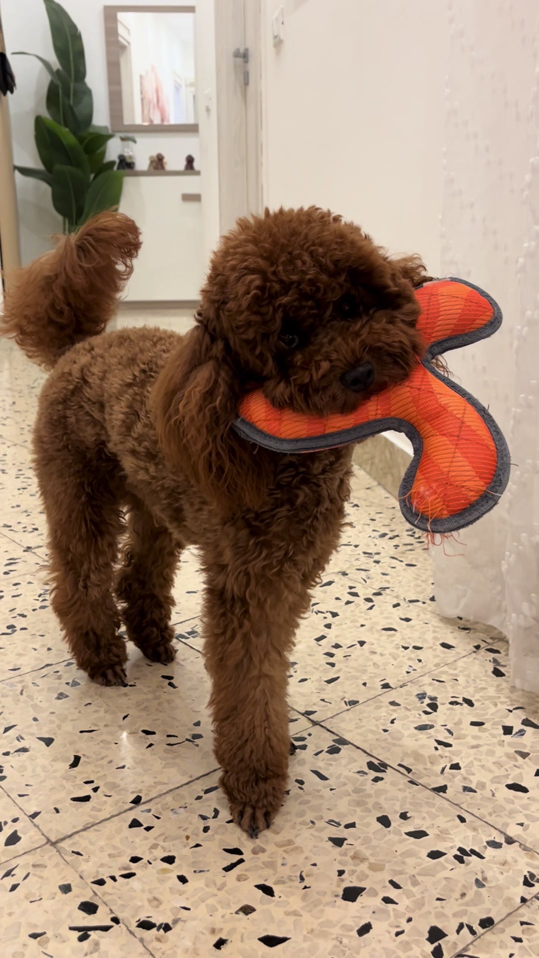 @Il mondo di Toby e Ulisse 🐩