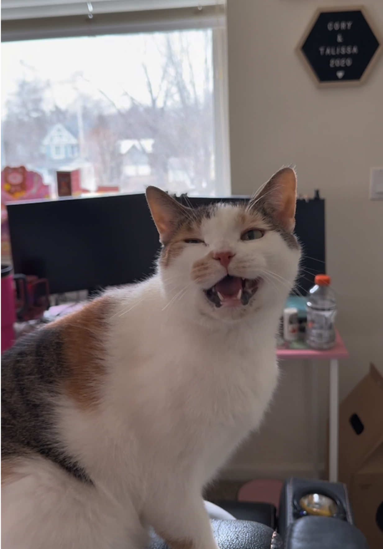 @Tali & Cats