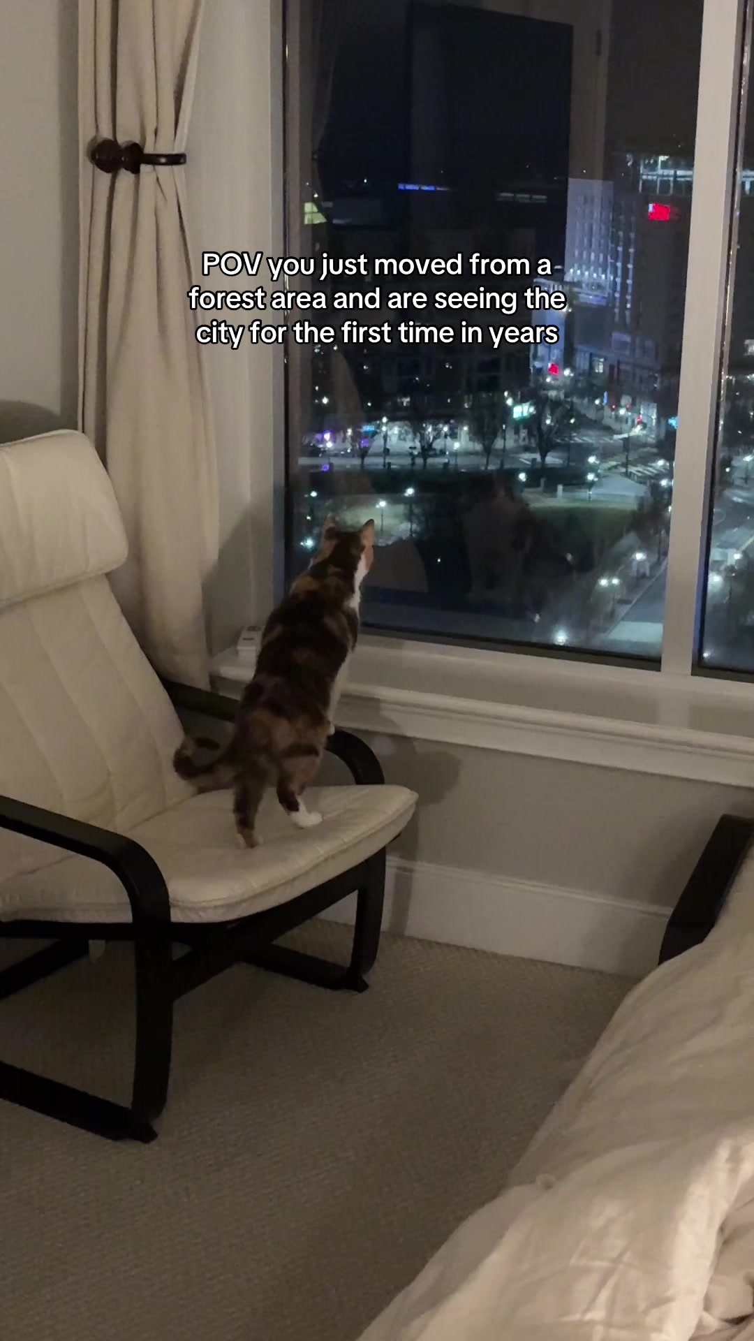 @Quinn The Calico