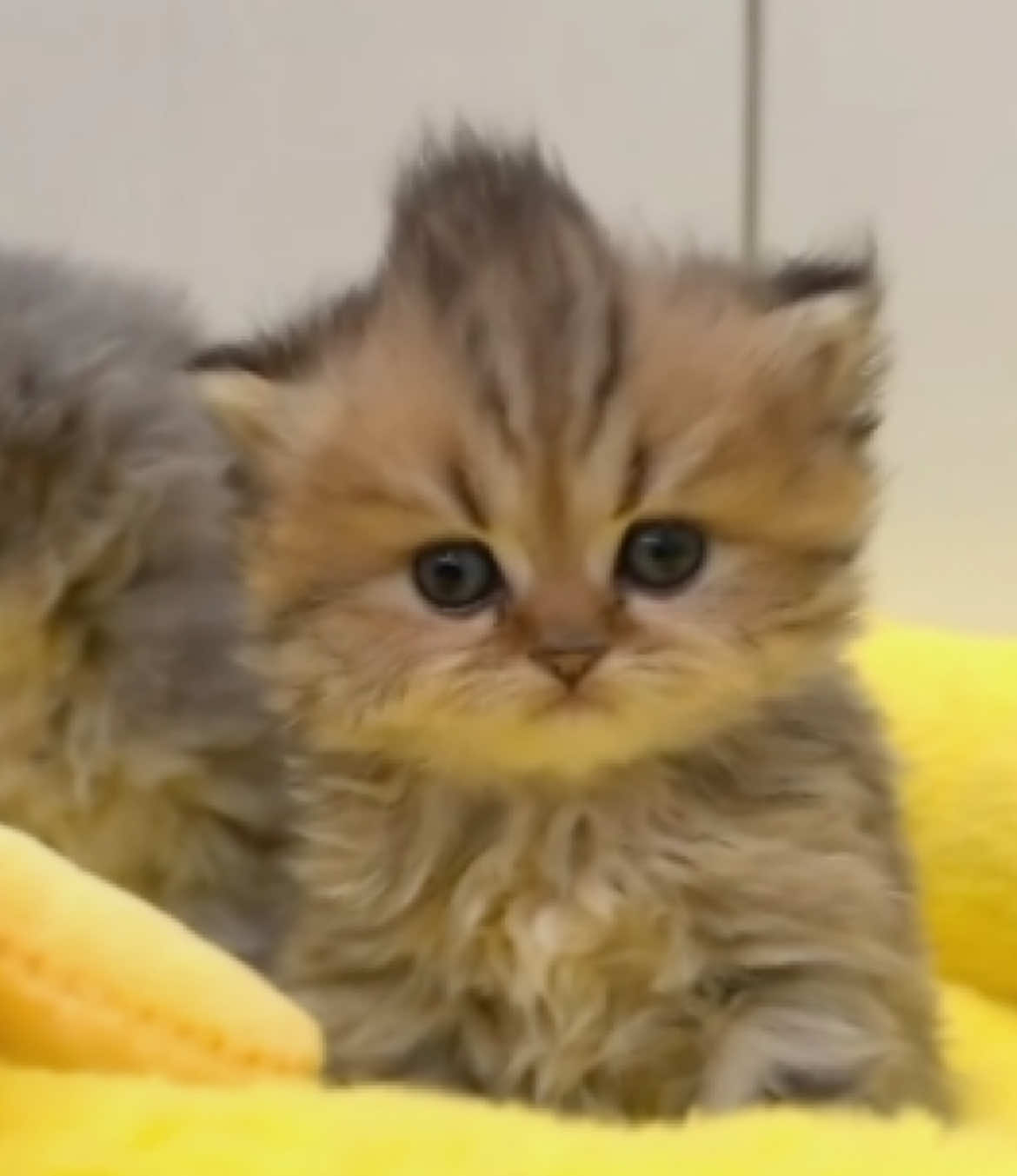 @catbosssss
