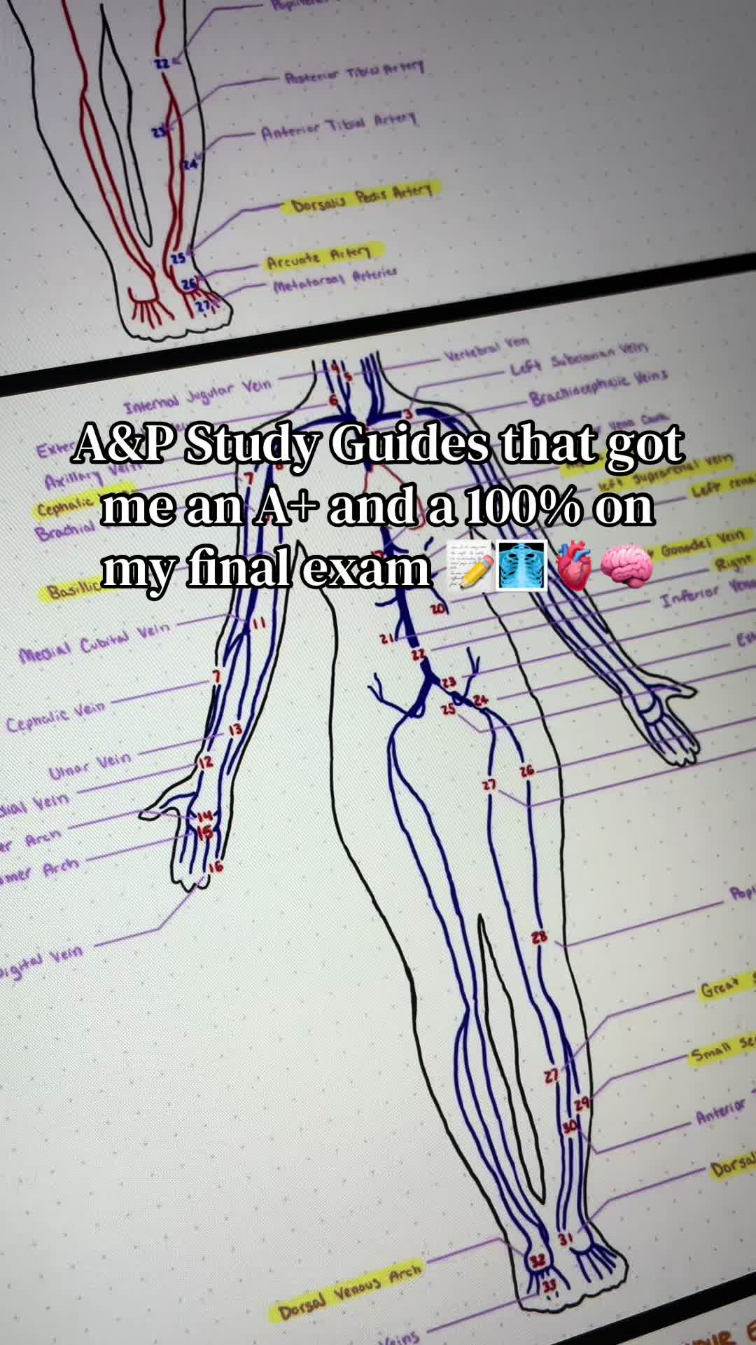 @Ollie | Anatomy & Physiology