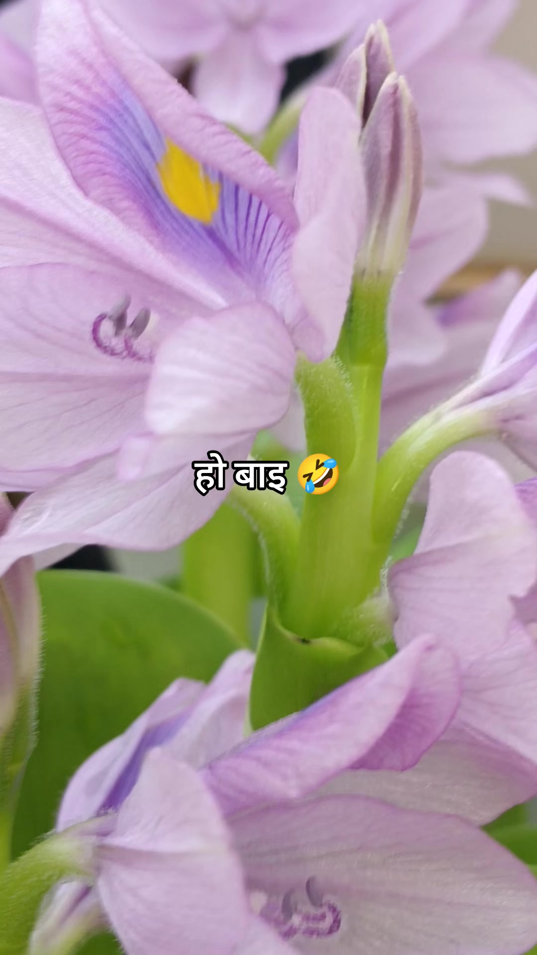 @anjju anu neupane✍️