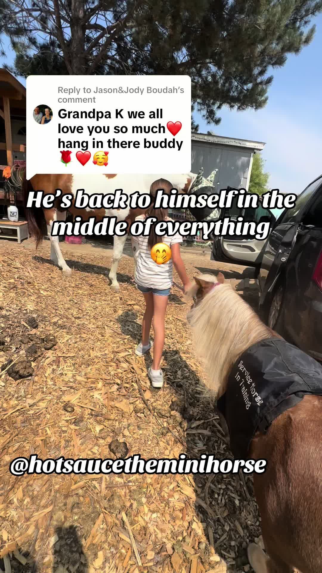 @Hot Sauce the Mini horse 🐎