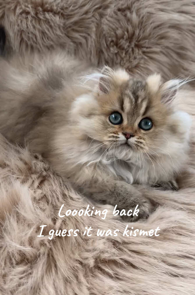 @Christypaw Persians