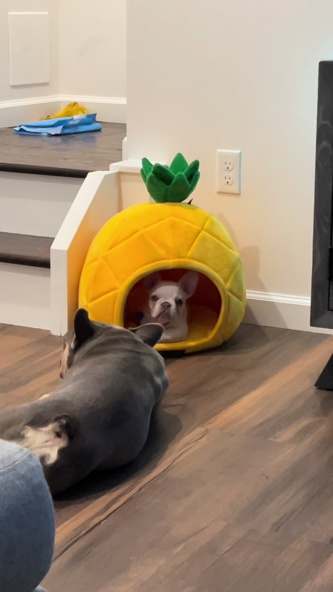 @Frenchiecvlt