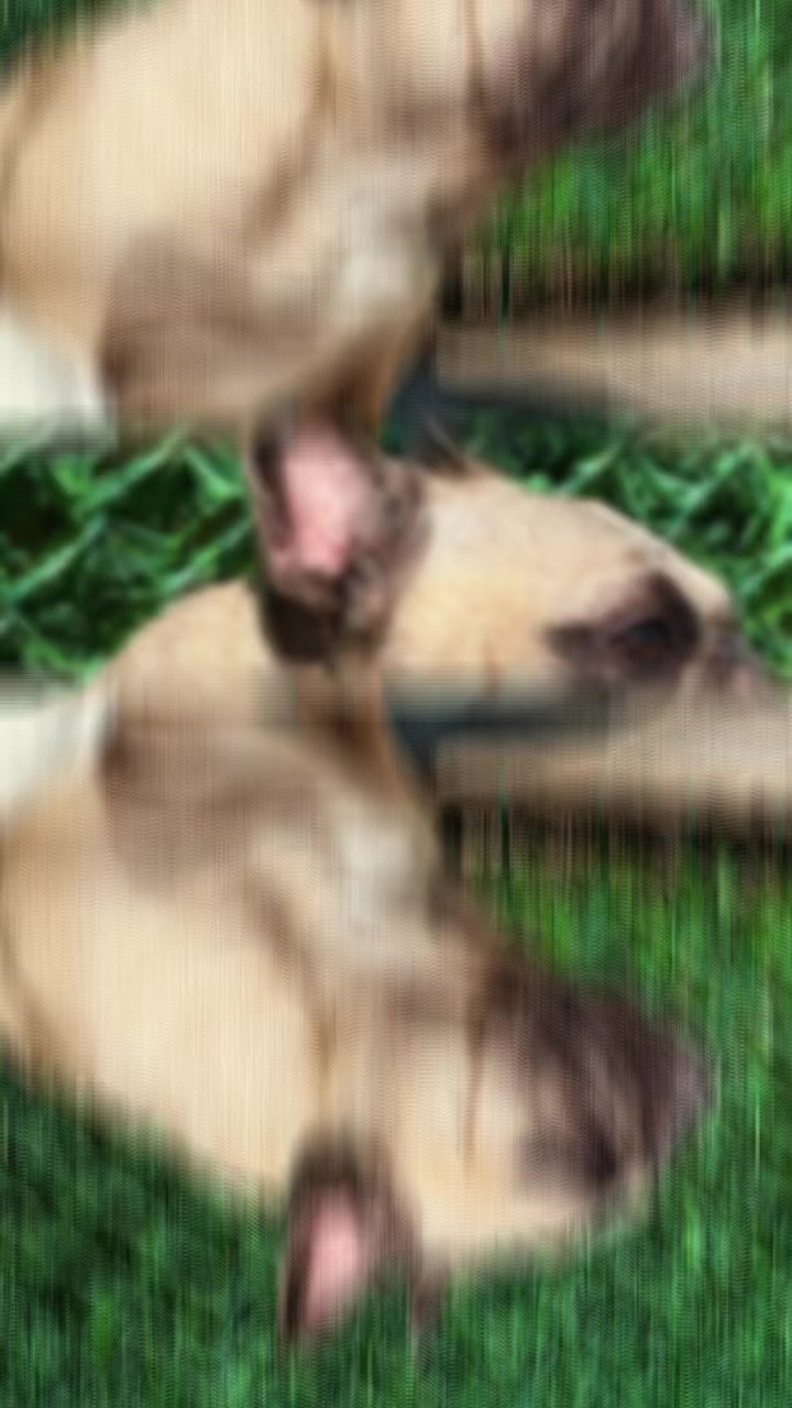 @Bosphorus Bulls French Bulldog