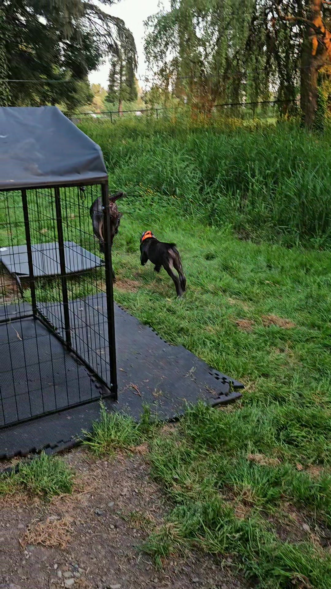 @SalmonCreekCaneCorso