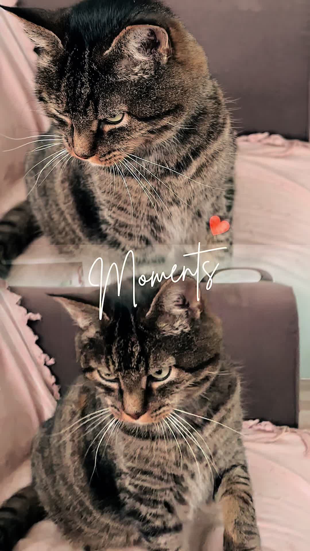 @Joep_the_ rescuecat