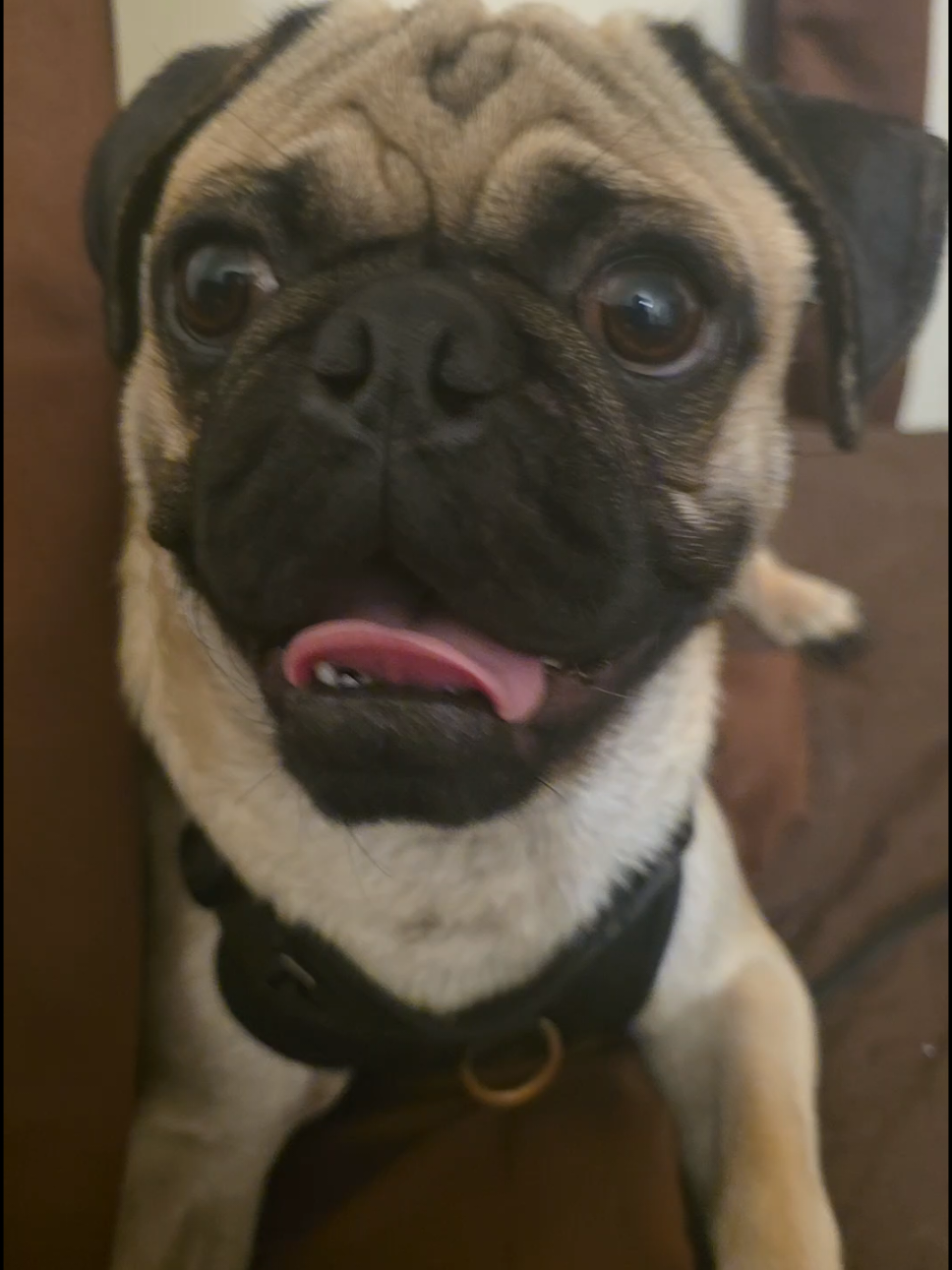 @Pogi y maganda pugs