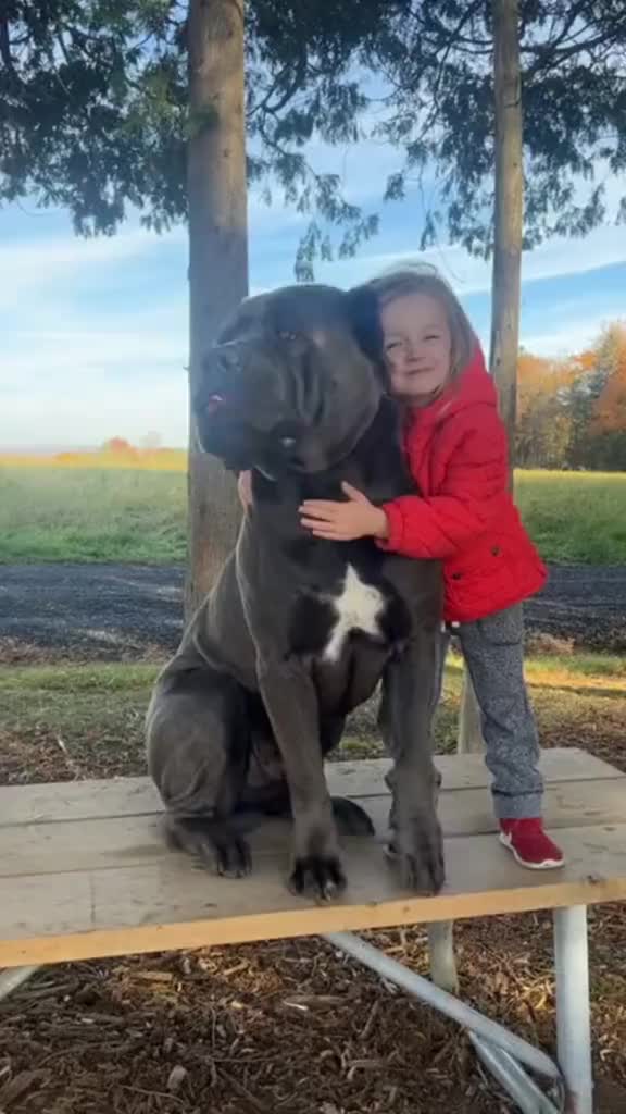 @Cane Corso For Adoption