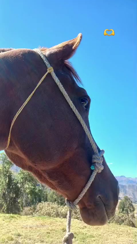 @KatyGütïërrëz:)♥️🏇