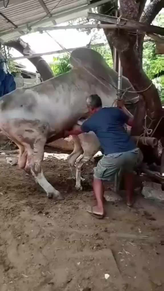 @animallifevideo