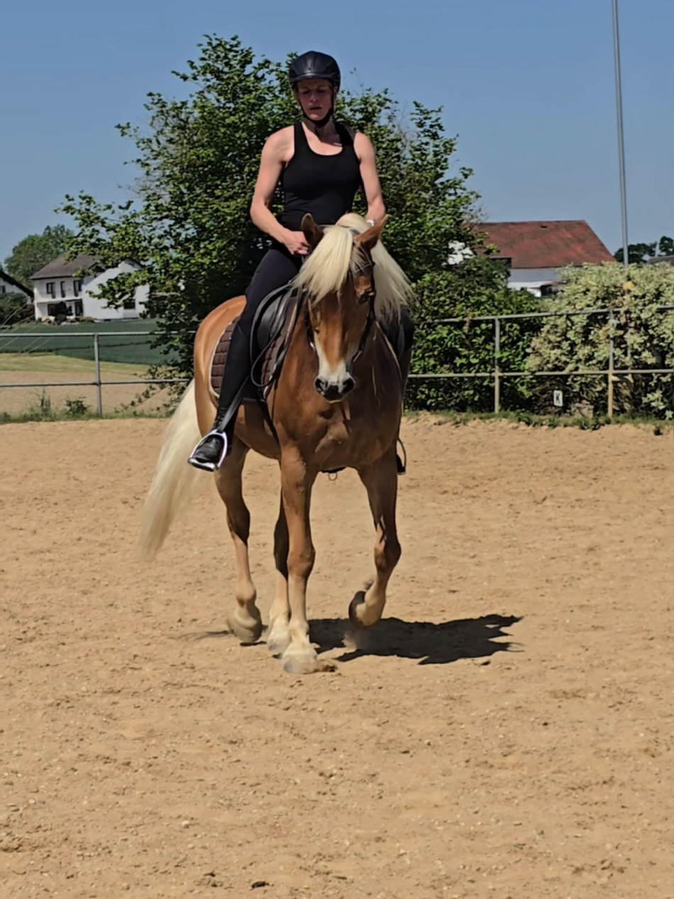 @Dreamhorse_Edelbluthaflinger