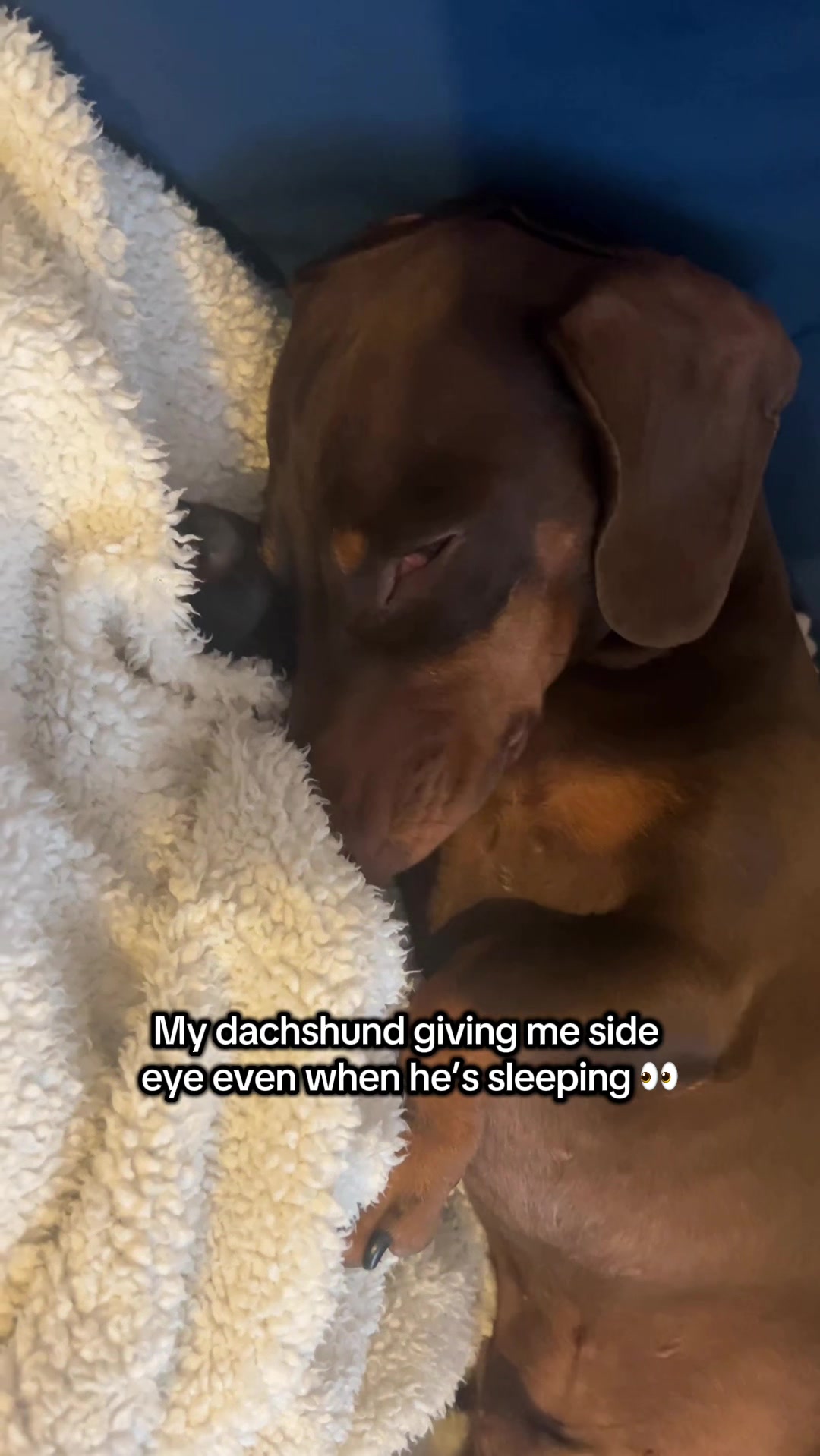 @sir_reggiethesausage