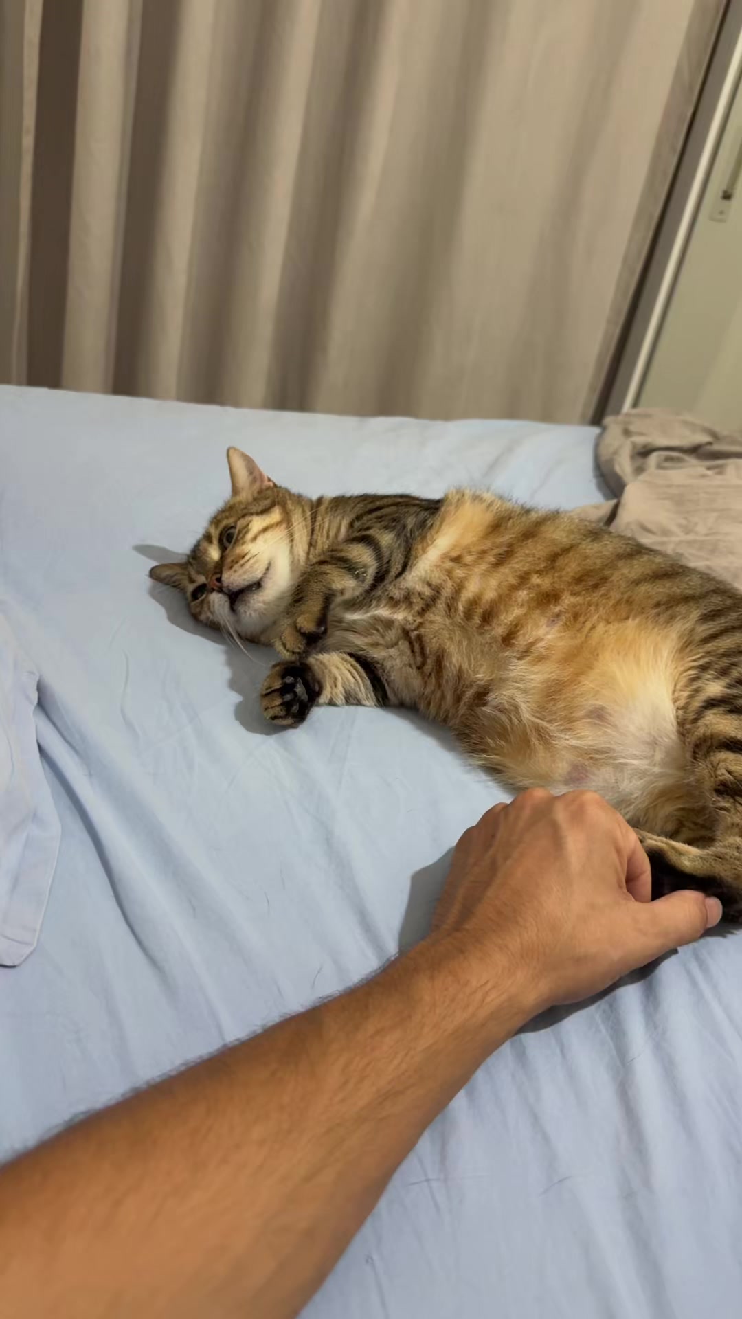 @angry_cat_shop