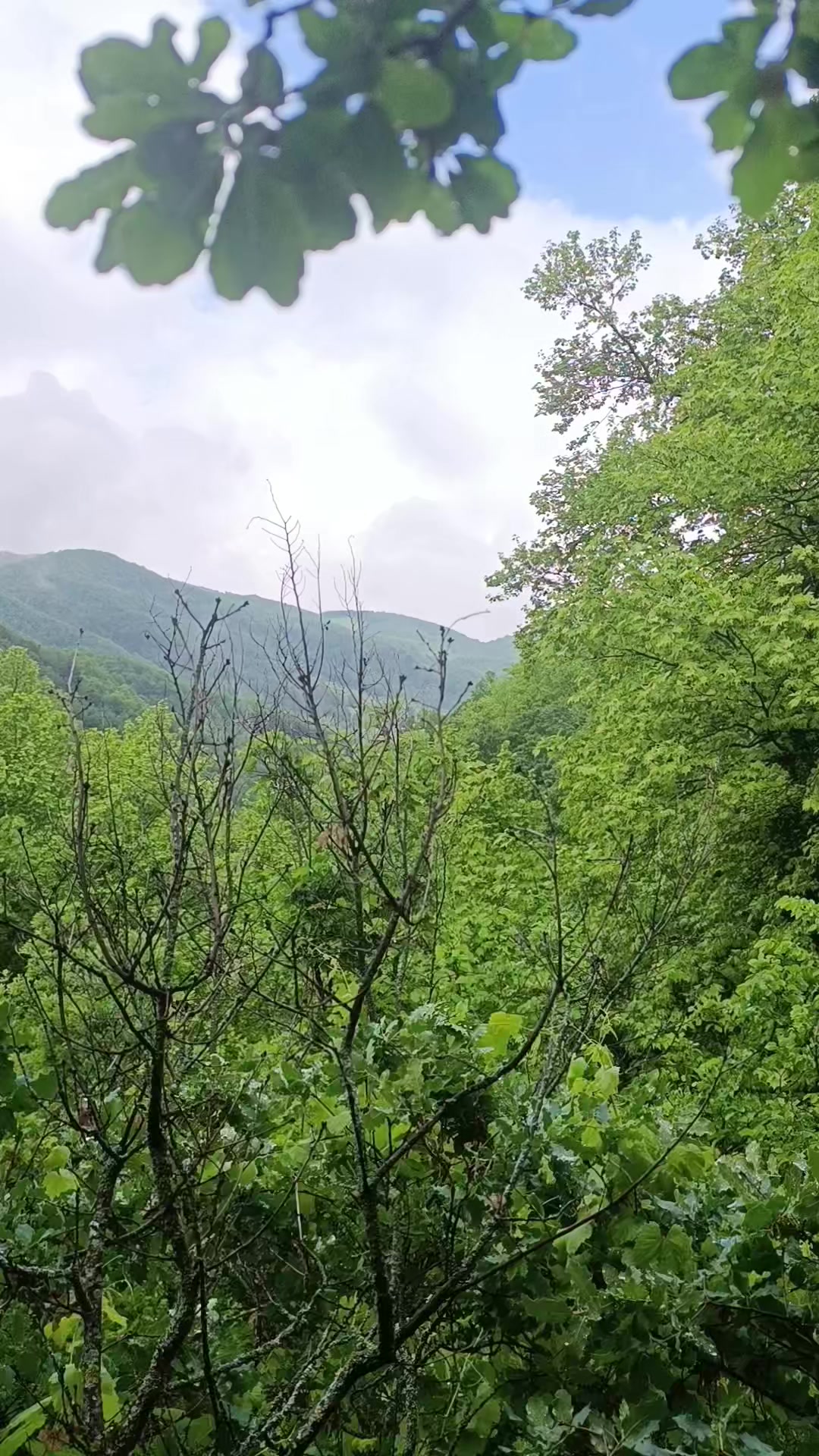 @Sarı
