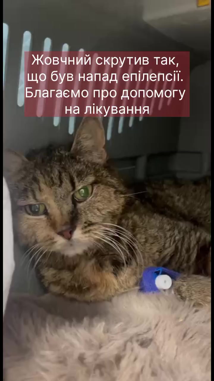 @КотоДім Cat House