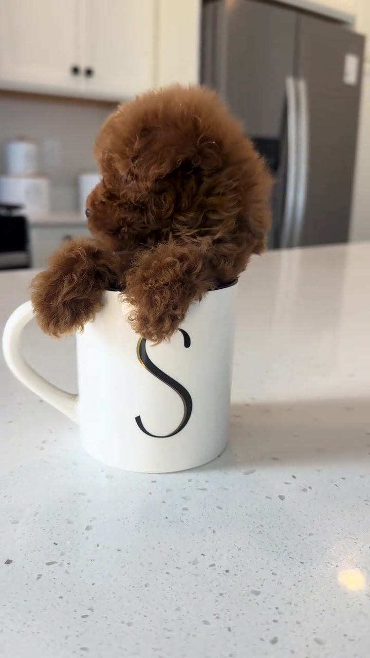@Aloha Teacup Puppies