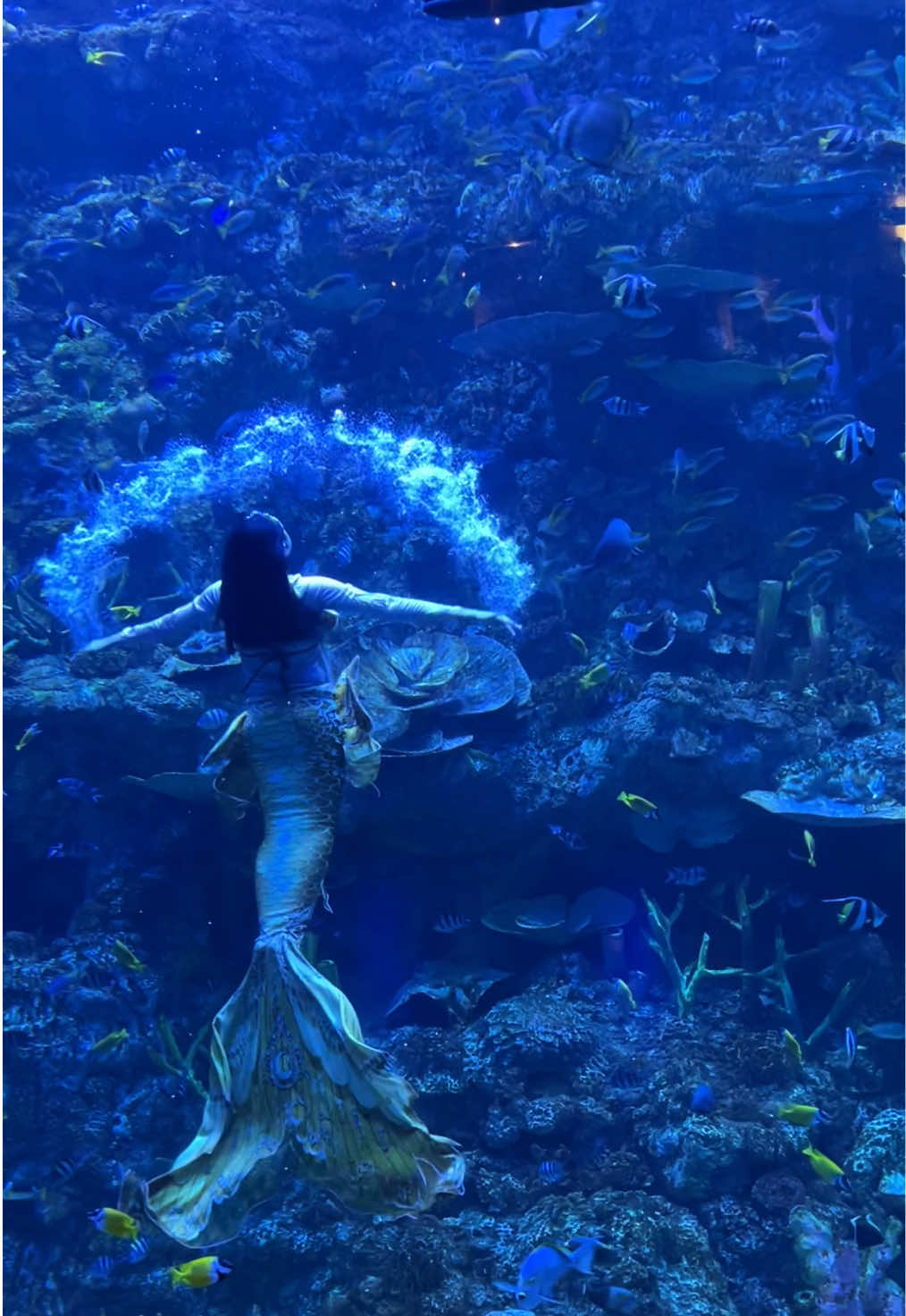 @Mermaid Cryztal
