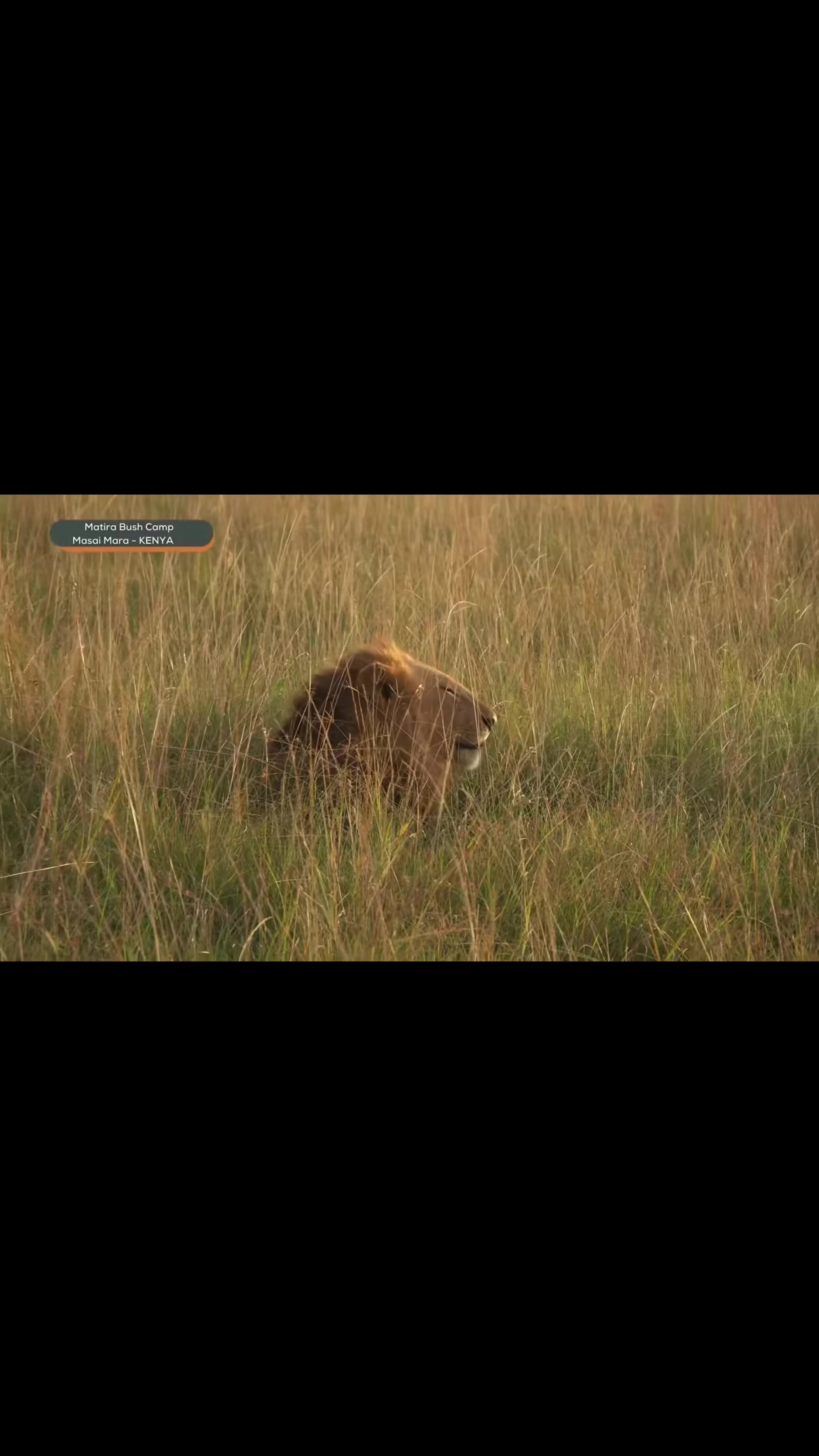 @lion_world5