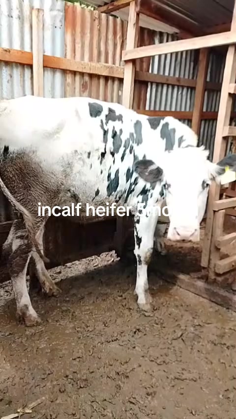 @NELWA REAL FARM
