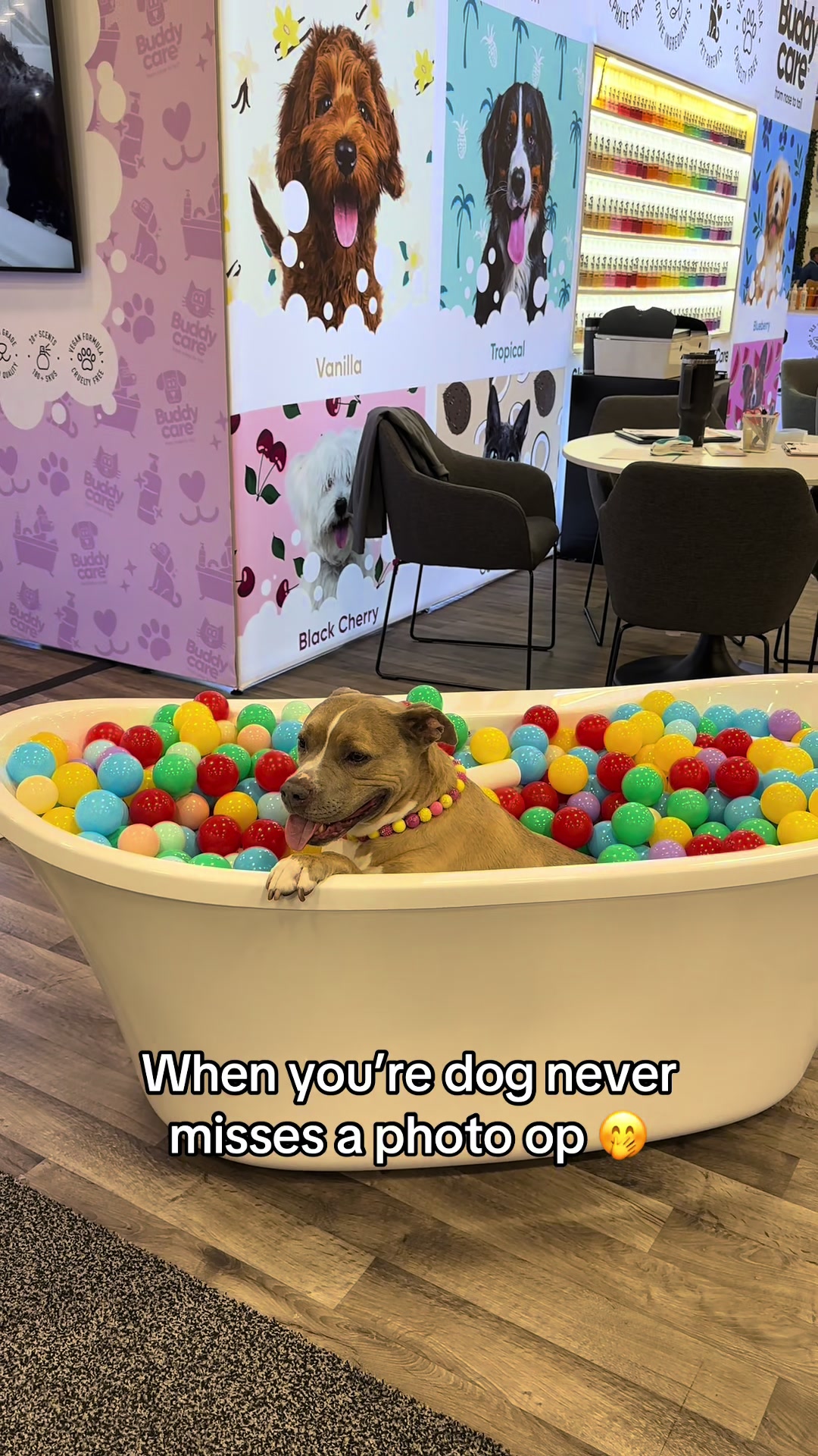 @Indie.pittie