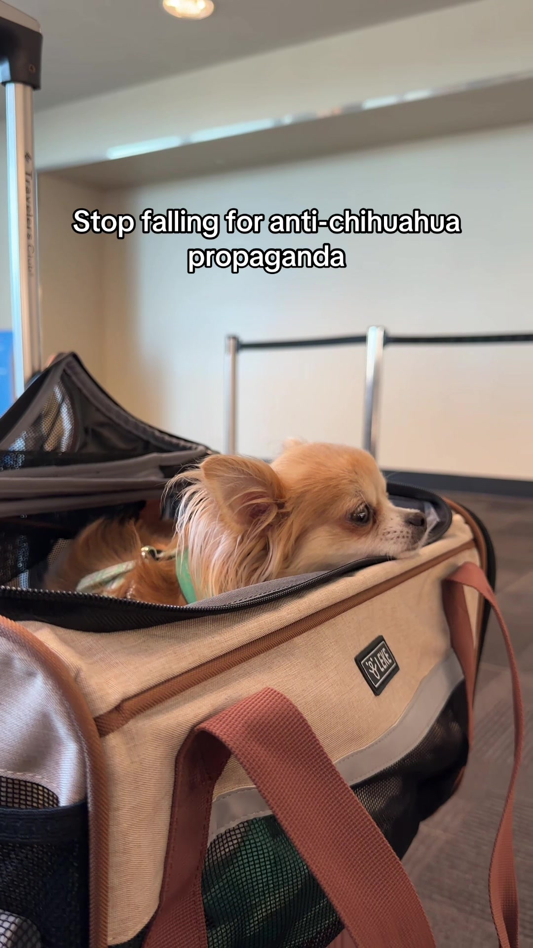 @CanineAntics