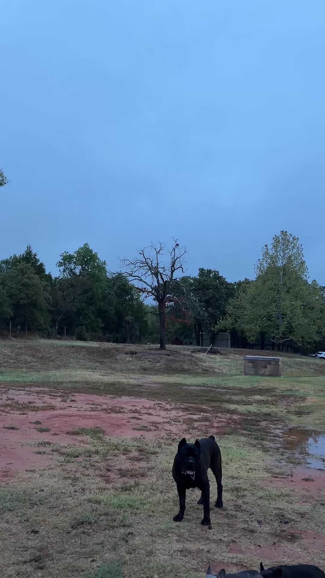 @Dogmansshadow