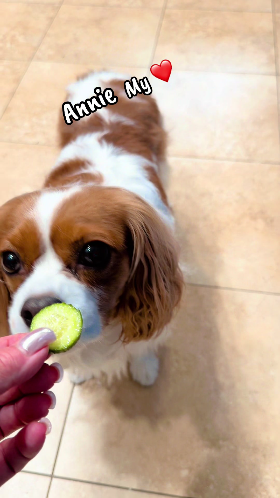 @annie_rae_the_cavalier
