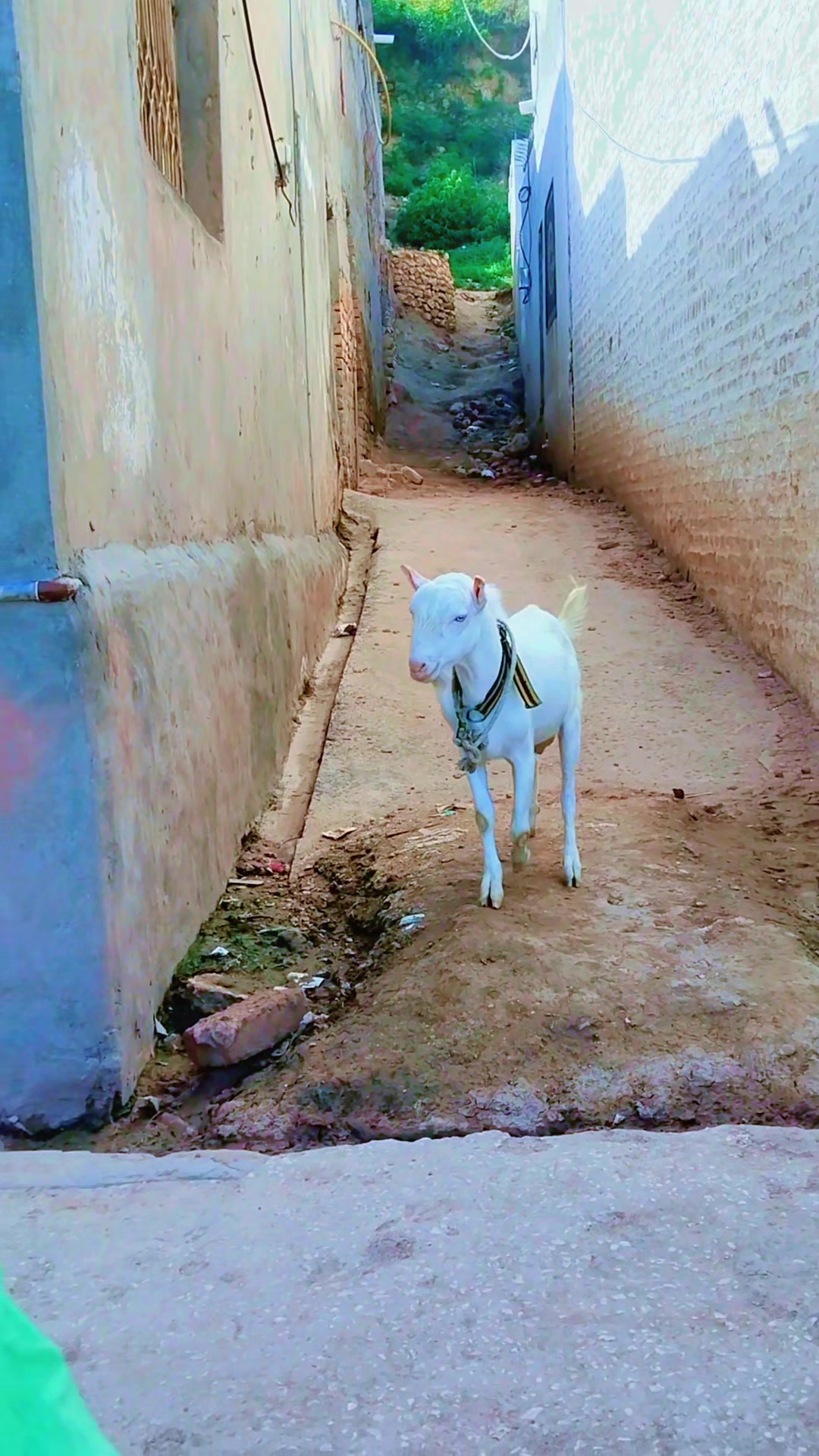 @M Mubashir Khan
