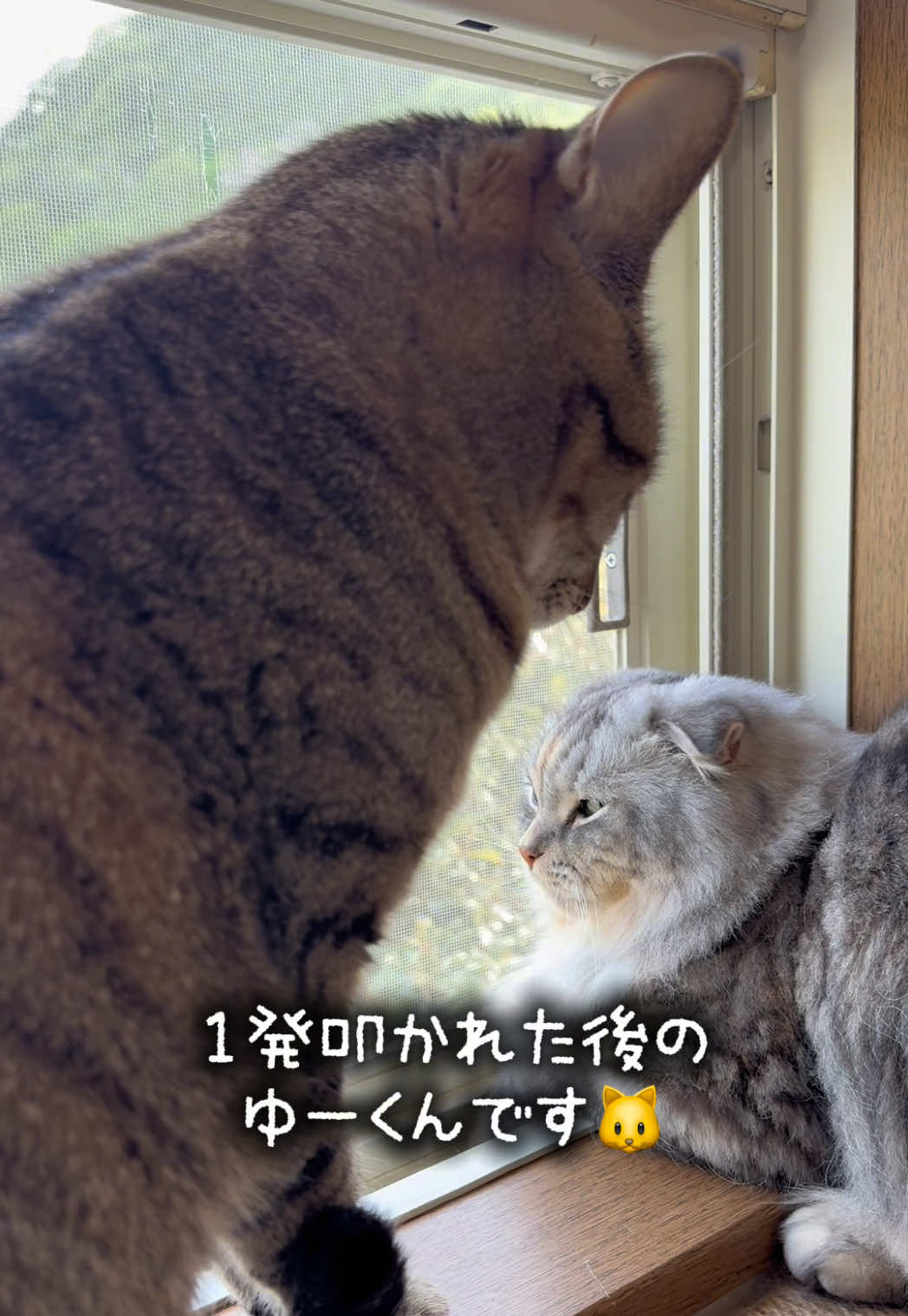 @ネコたまちゃんねる