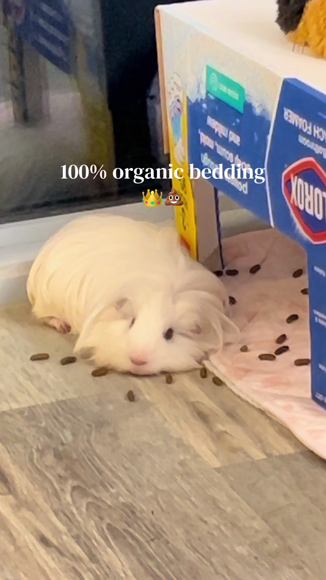 @pumpkin_panda_home