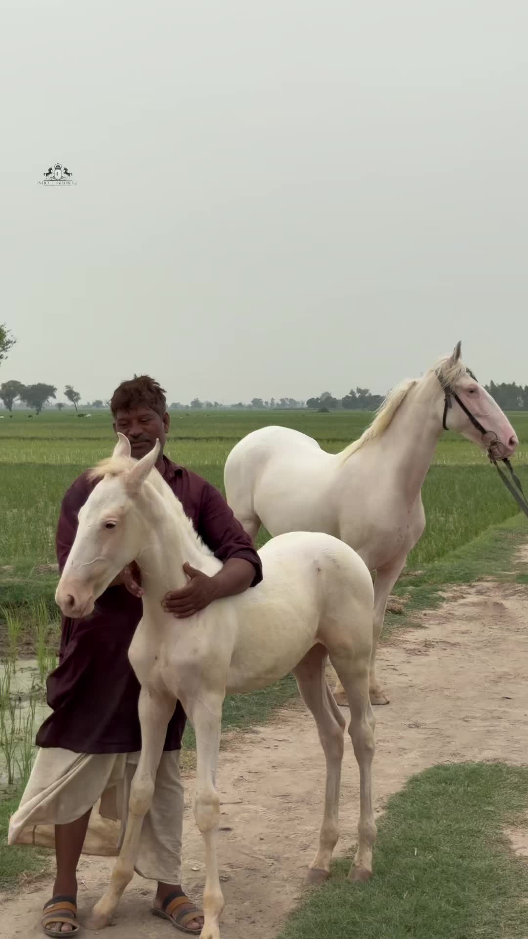 @Ishq_e_ghora 🐎