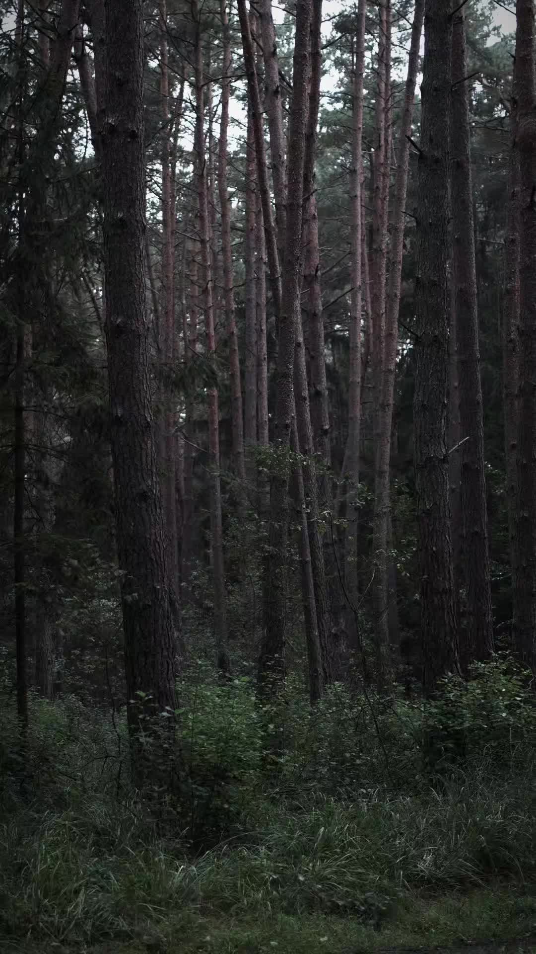 @TreeTales