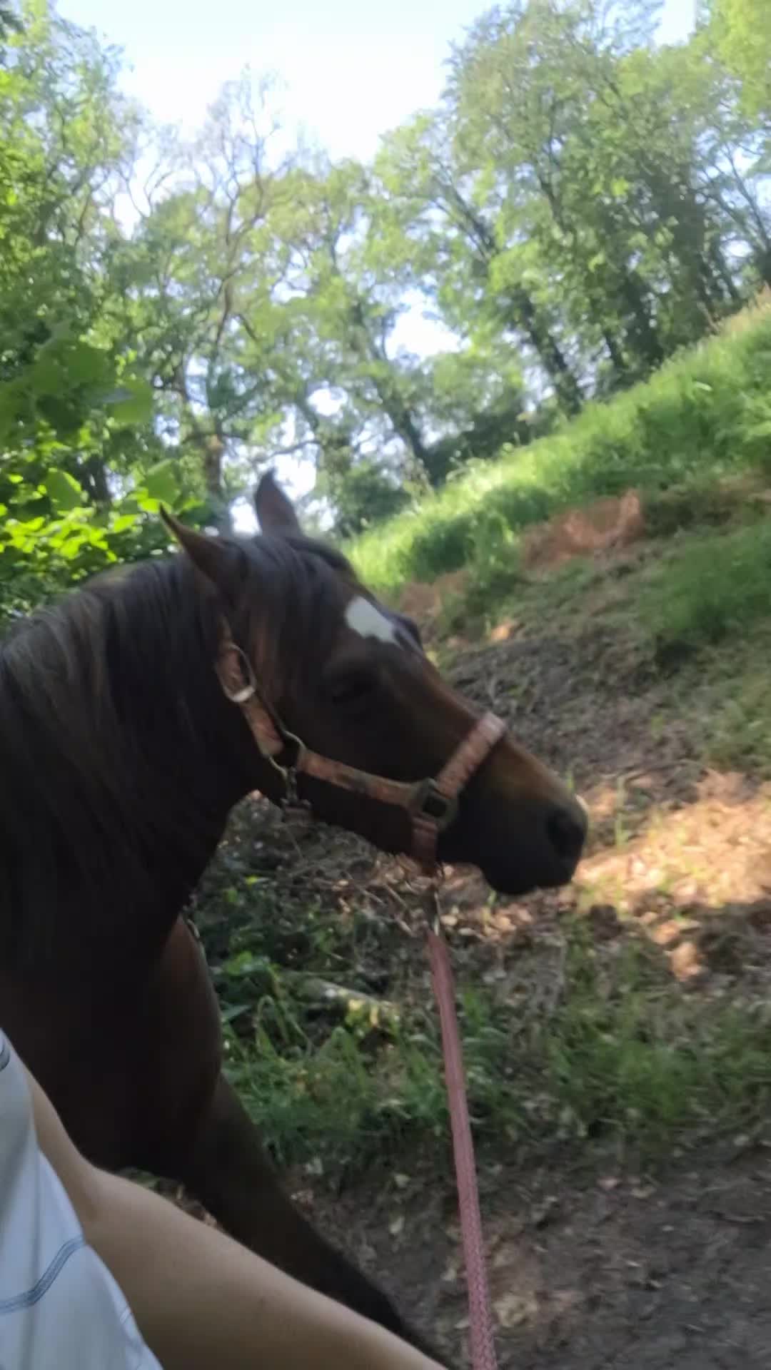 @horses.by.Britt:)