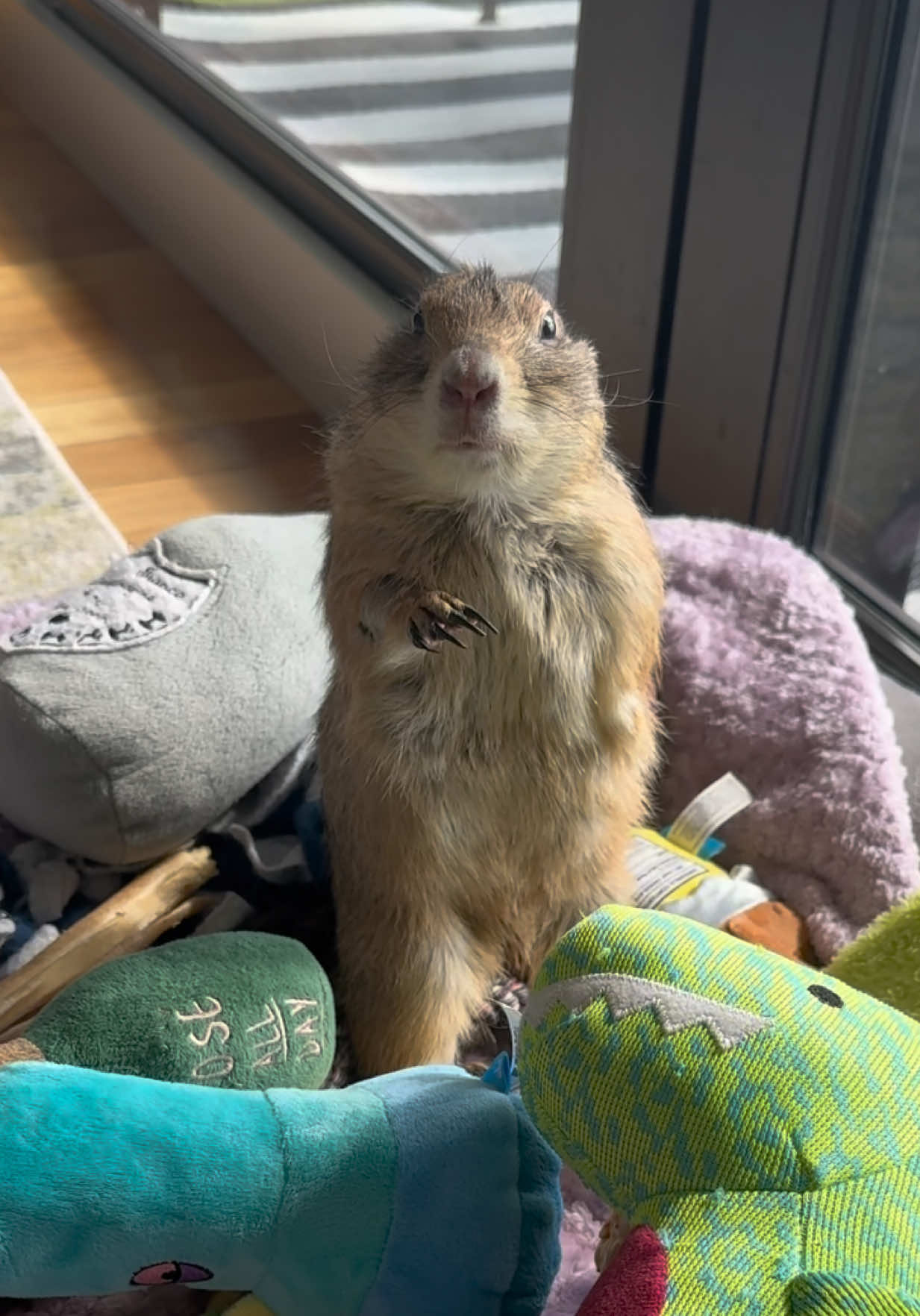 @Poppy the Prairie Dog