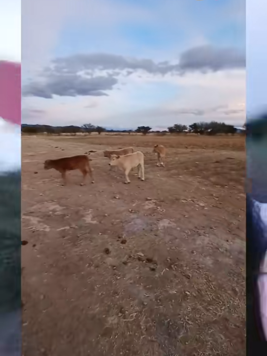 @Jaqueline Roca🤠🐄