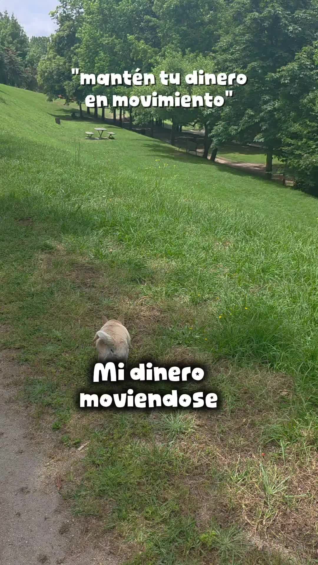 @Camila, a Chihuahua