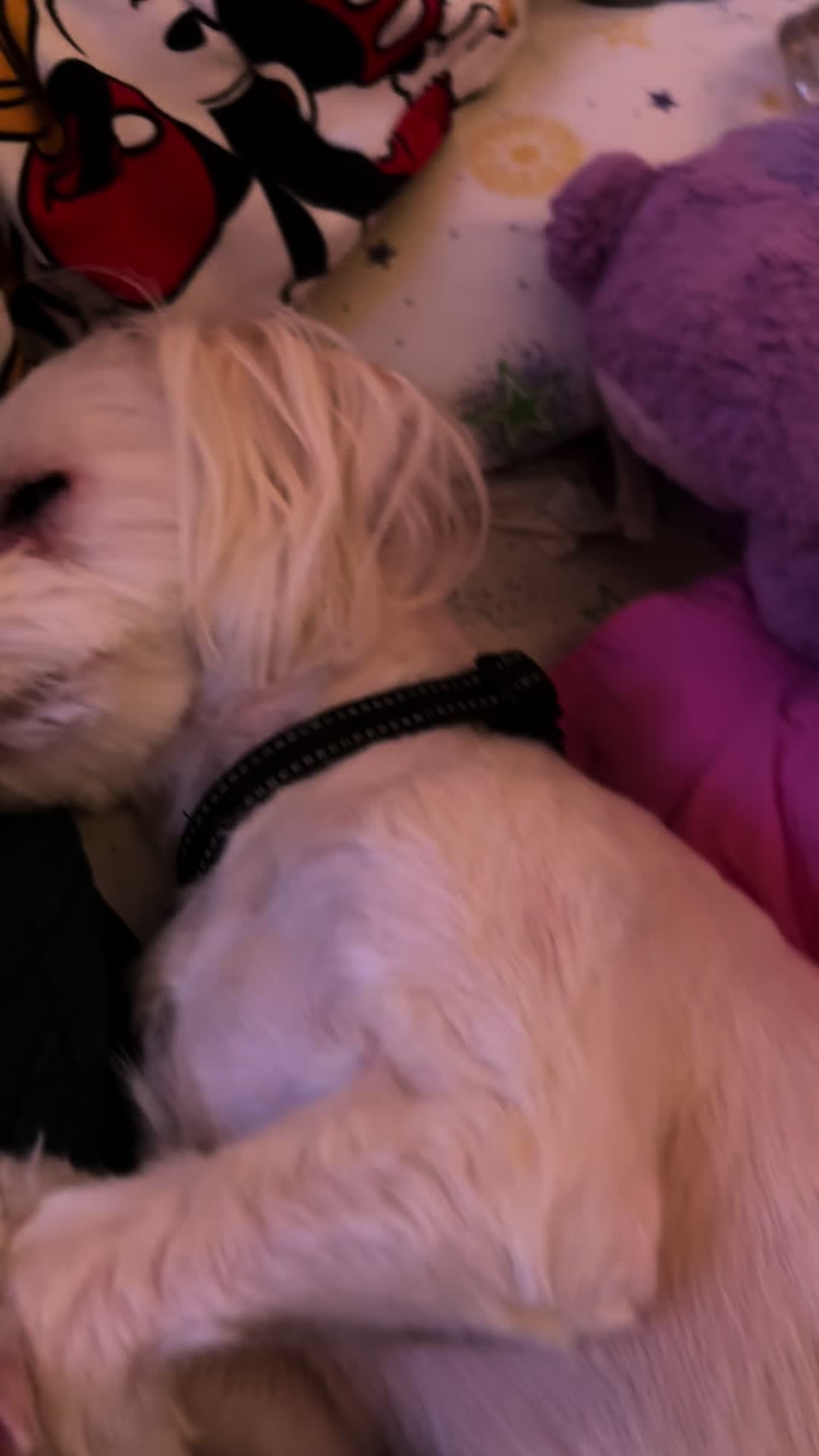 @💜Leo mi hijo de 4🐾🥰💜