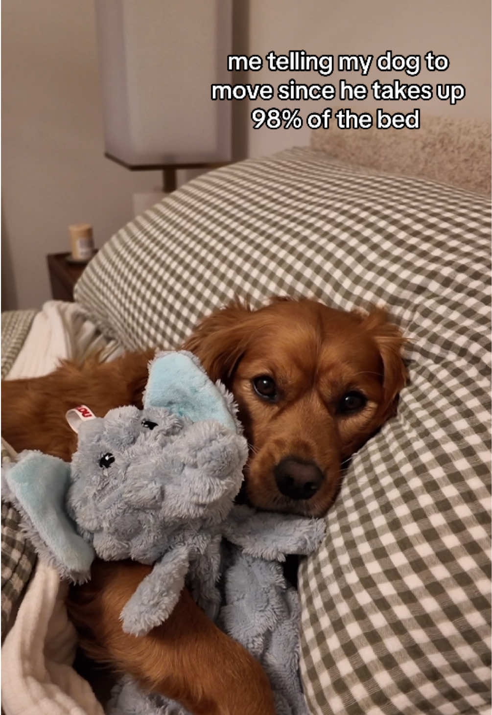 @joeythegoldencavalier