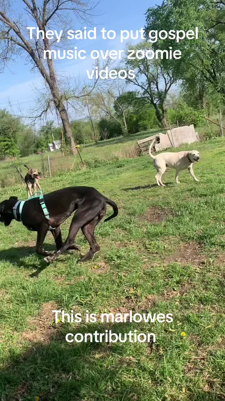 @Service_dog_Lexi